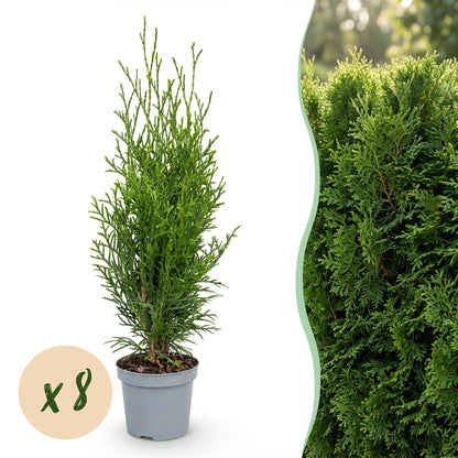 Lebensbaum Smaragd Jungpflanzen – Thuja occidentalis online kaufen | 8er-Set, immergrün &amp; winterhart – Wurzelwerk Design