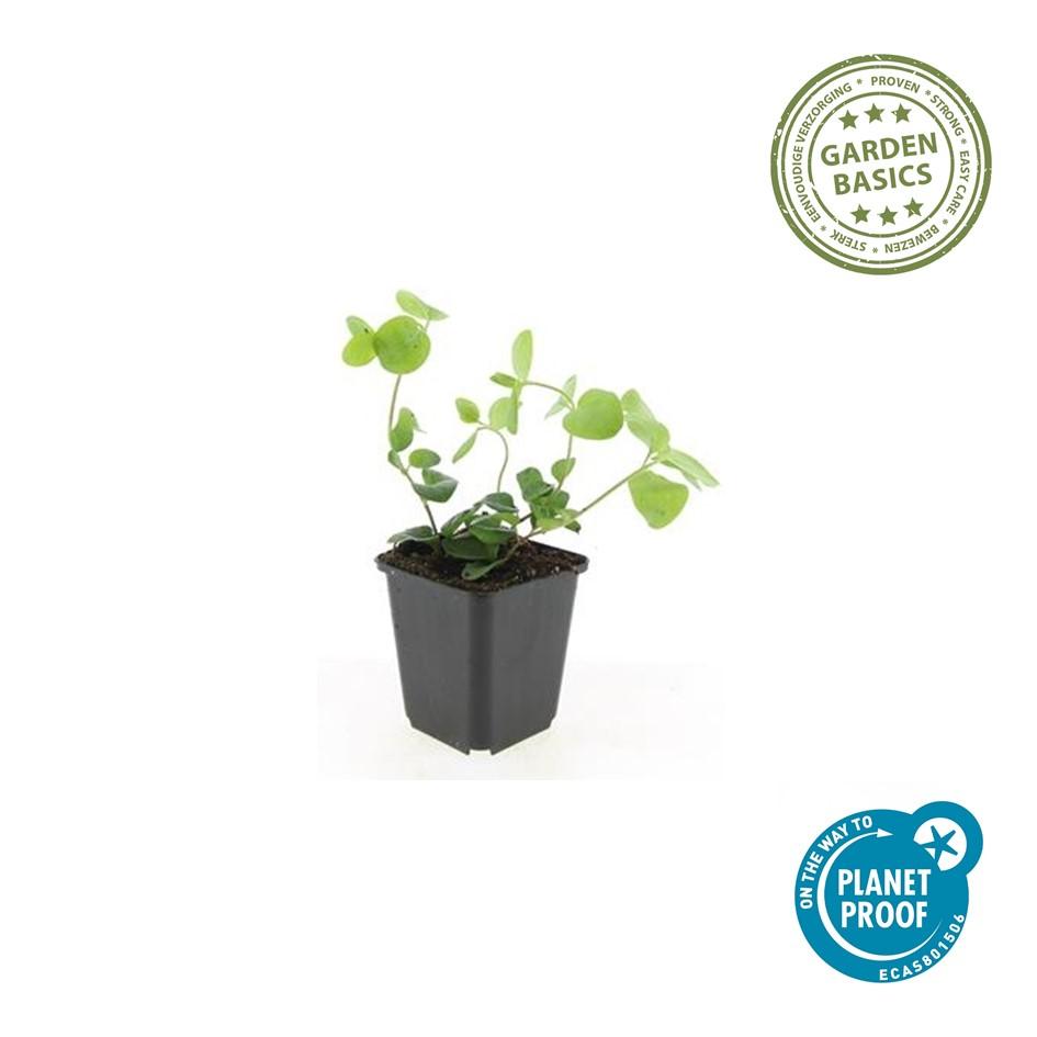 Vinca major – 24 Pflanzen Ø 9 cm – Großes Immergrün | Robuster, winterharter Bodendecker mit violett-blauen Blüten