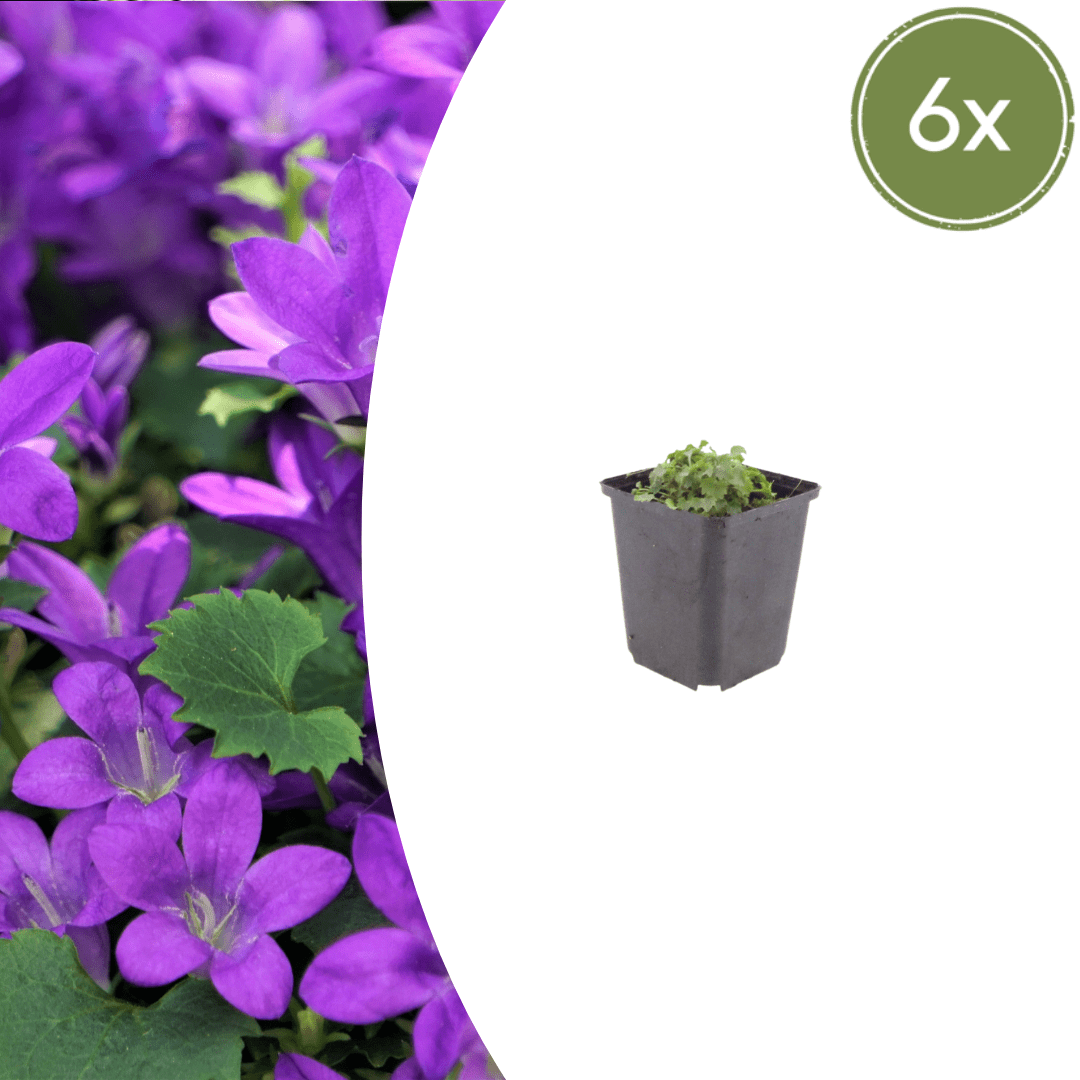 Sechs Campanula portenschlagiana Topfpflanzen, 10-25cm hoch, mit blauen Blüten, im 9cm Topf, von Everspring.