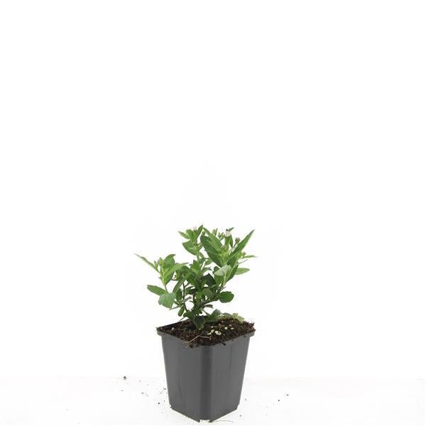 24x Aster ageratoides ‘Stardust’ – Herbst - Aster mit weißen Blüten – Höhe 10–25 cm – Ø 9 cm - Wurzelwerk Design