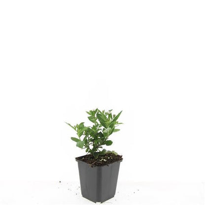 24x Aster ageratoides ‘Stardust’ – Herbst - Aster mit weißen Blüten – Höhe 10–25 cm – Ø 9 cm - Wurzelwerk Design