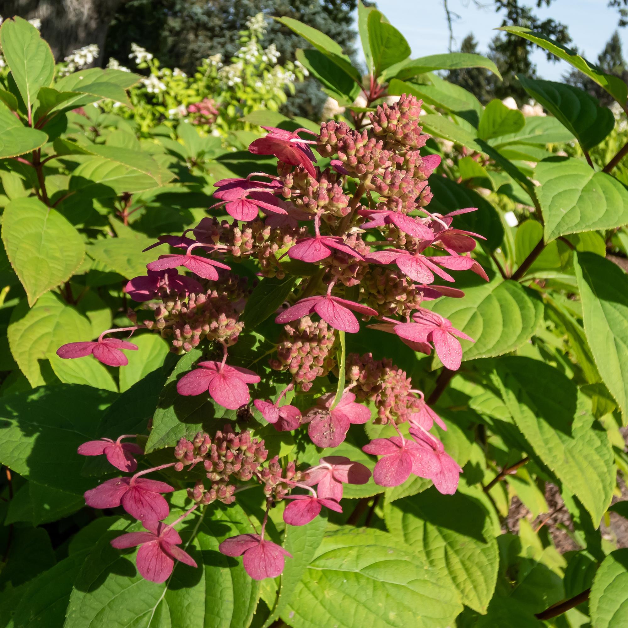 Rispenhortensie Hydrangea panniculata Wims Red mit weißen und roten Blüten, 50cm hoch, topf 17cm, laubabwerfend, Everspring
