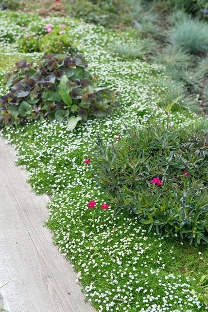 Sagina subulata – 24 Pflanzen Ø 9 cm Höhe 10–25 cm – Immergrüner, trittfester Moos - Bodendecker für sonnige &amp; halbschattige Lagen - Wurzelwerk Design