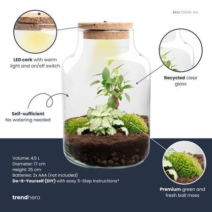 DIY-Pflanzenterrarium Little Milky Bonsai mit Beleuchtung, Durchmesser 17 cm, Everspring, auf natürlichem Untergrund.
