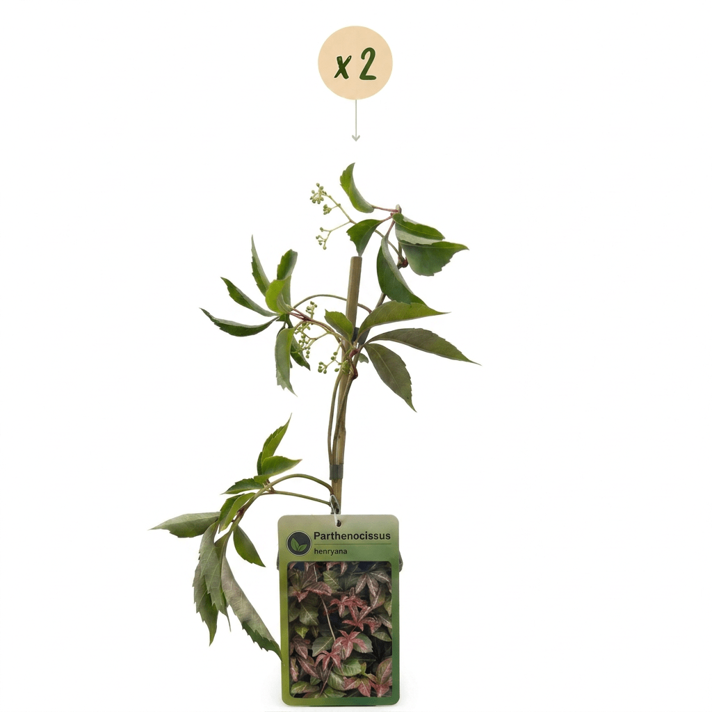 Chinesischer Wilder Wein kaufen – 2 Pflanzen Parthenocissus henryana | silbrig geadert, Ø 9 cm, Höhe 35 cm - Wurzelwerk Design