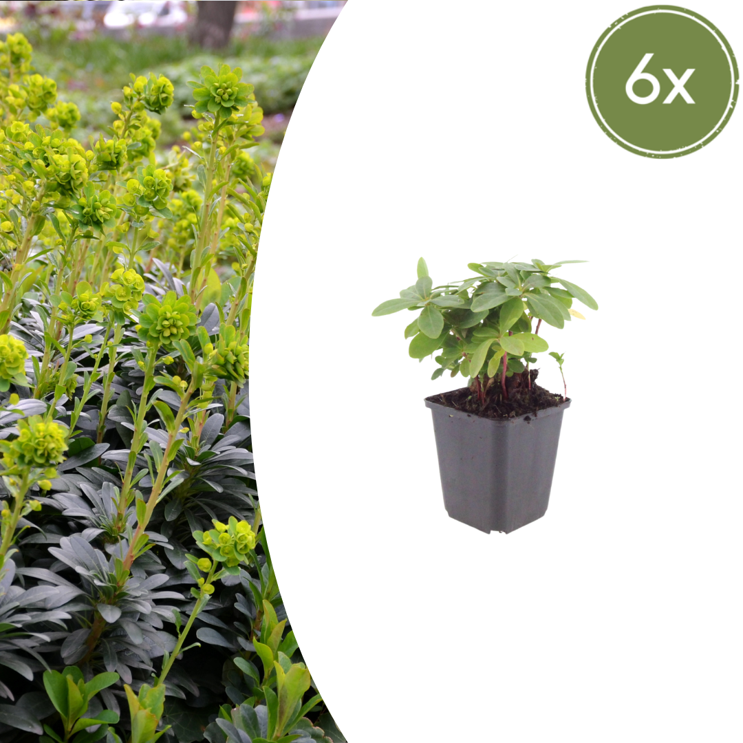 Sechs Euphorbia amygdalina robbiae Pflanzen, Höhe 10-25cm, Durchmesser 9cm, Everspring, kleine Thumbnails.