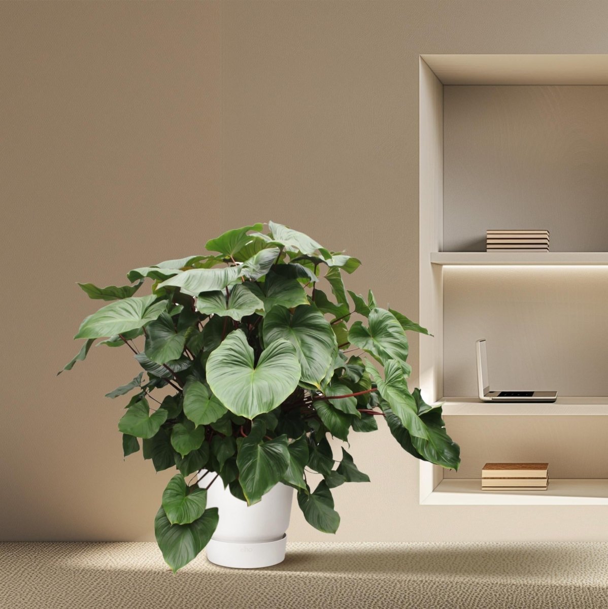 Homalomena Rubescens Maggy - 170 cm - Ø 60 cm - Wurzelwerk Design