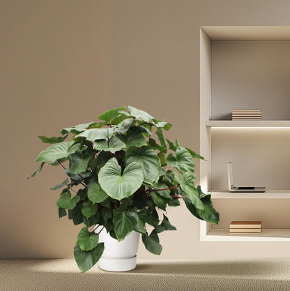 Homalomena Rubescens Maggy - 170 cm - Ø 60 cm - Wurzelwerk Design