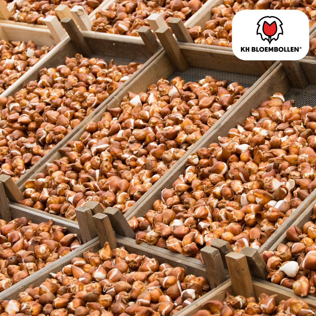 Tulpenzwiebeln Avantgarde – 20er-Pack | Dunkelrot &amp; elegant