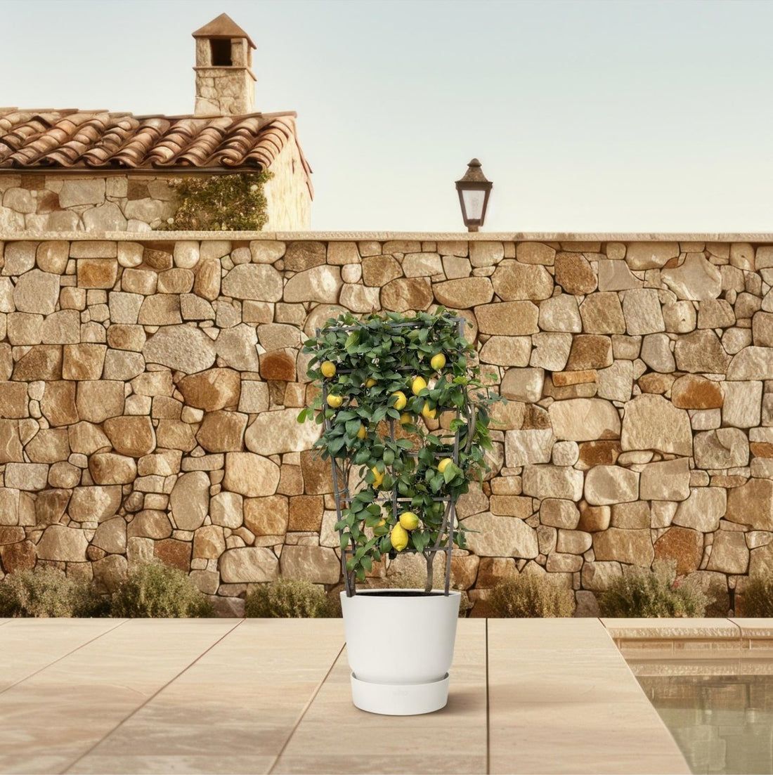 Citrus Lemon Spalier 160 cm | Zitronenbaum im Ø60 cm Topf – Mediterrane Kübelpflanze - Wurzelwerk Design