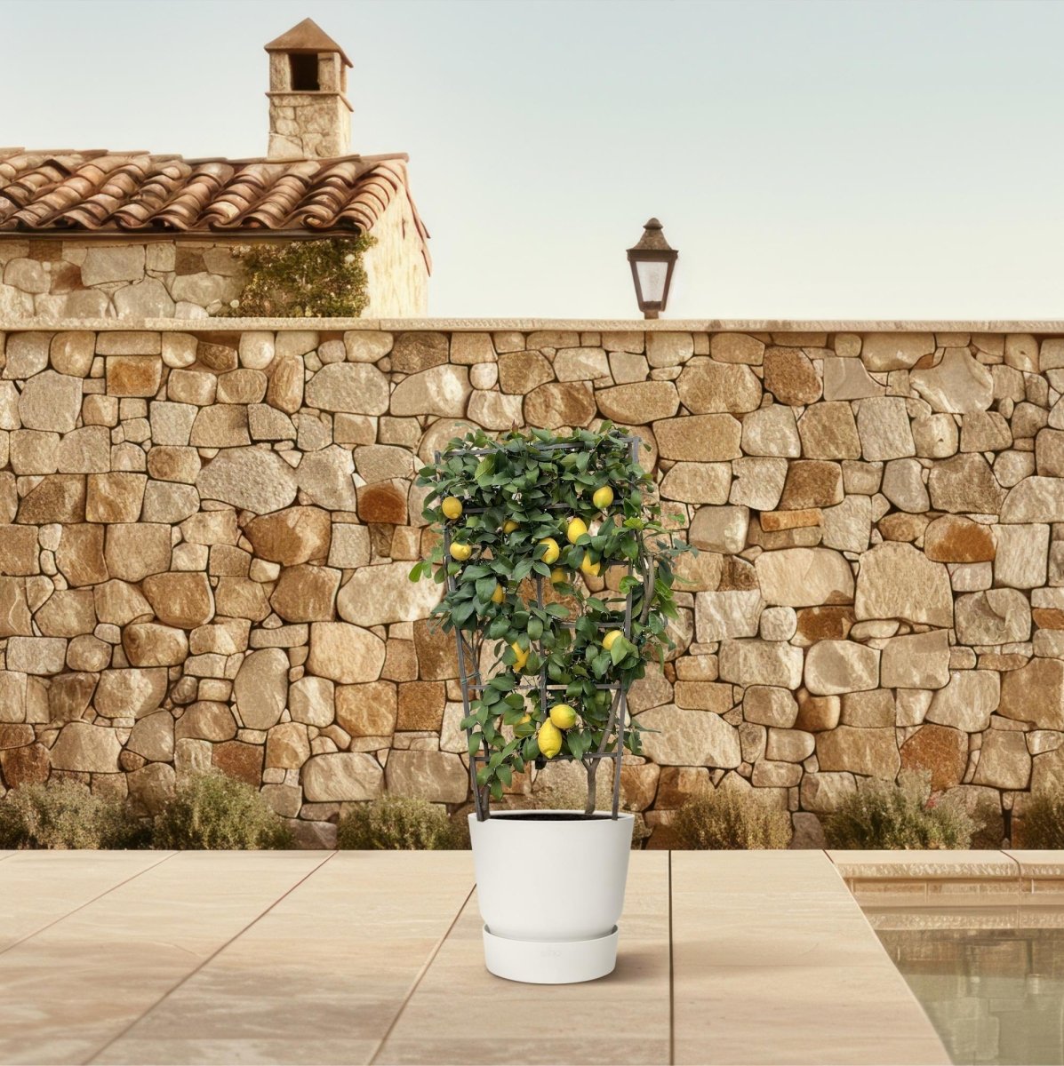 Citrus Lemon Spalier 160 cm | Zitronenbaum im Ø60 cm Topf – Mediterrane Kübelpflanze - Wurzelwerk Design
