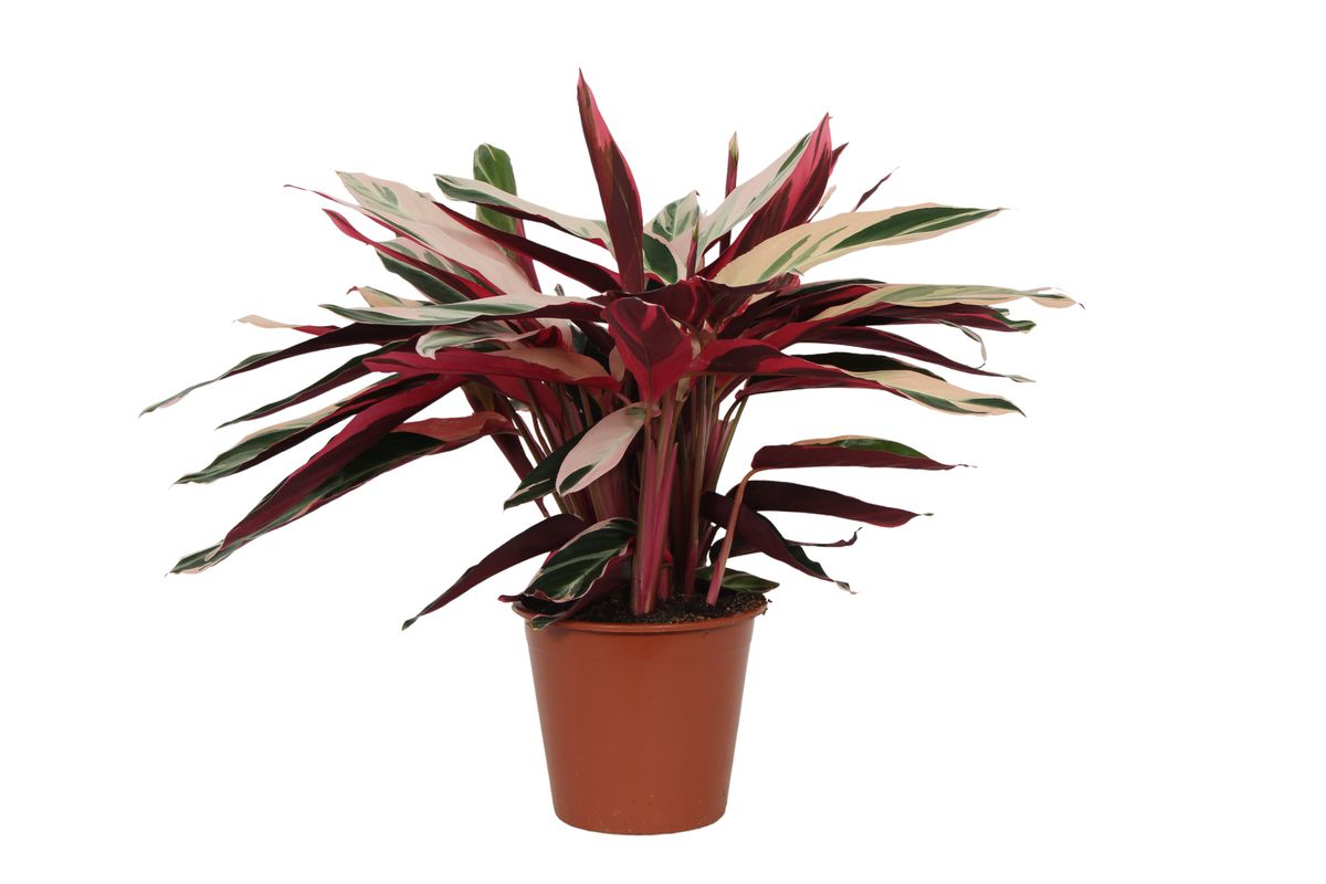 Calathea ‘Triostar’ (Stromanthe) 70 cm | Bunte Zimmerpflanze im Ø19 cm Topf – Pflegeleicht &amp; Haustierfreundlich