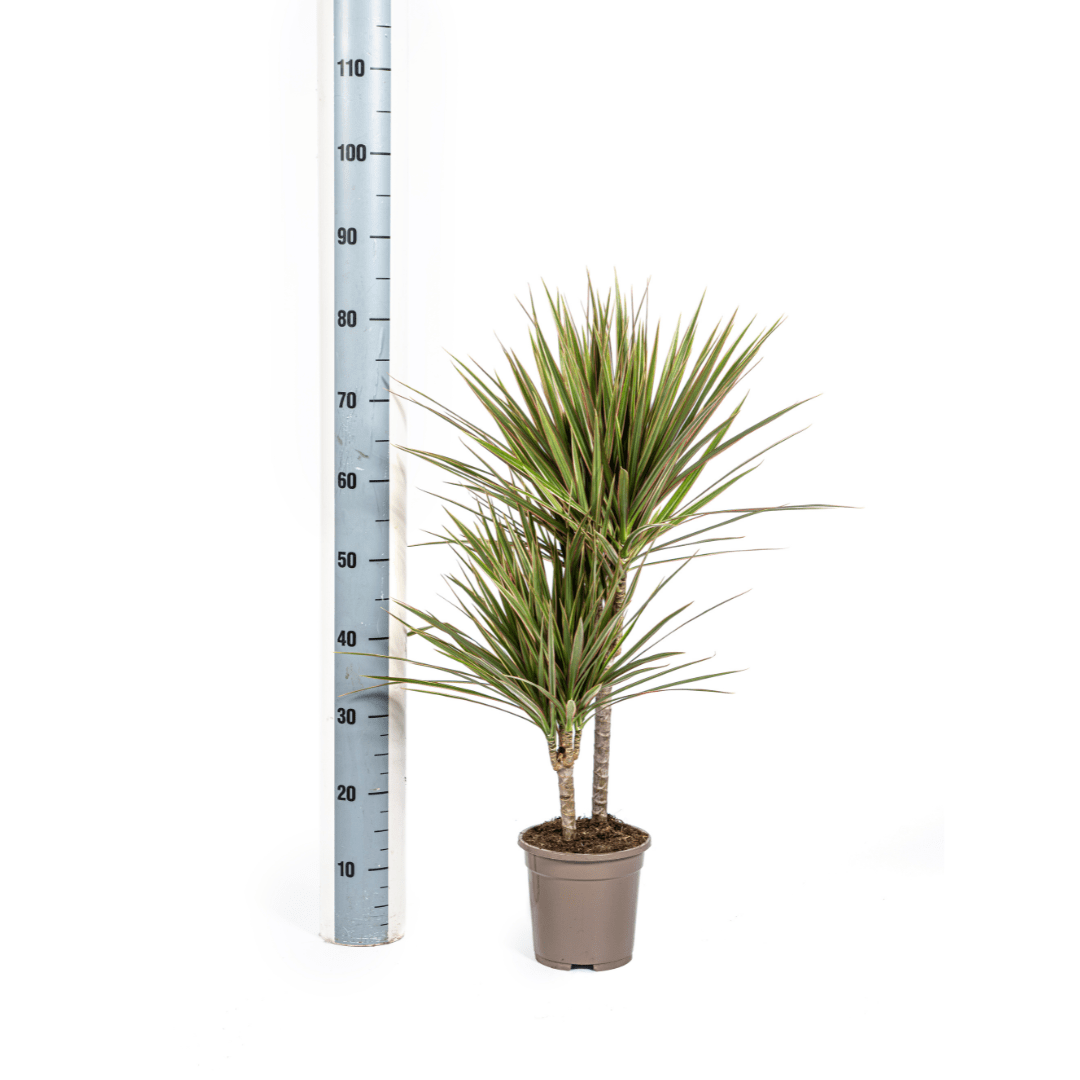 Dracaena Marginata Bicolor – Exotische Zimmerpflanze mit dekorativen Blättern - Wurzelwerk Design