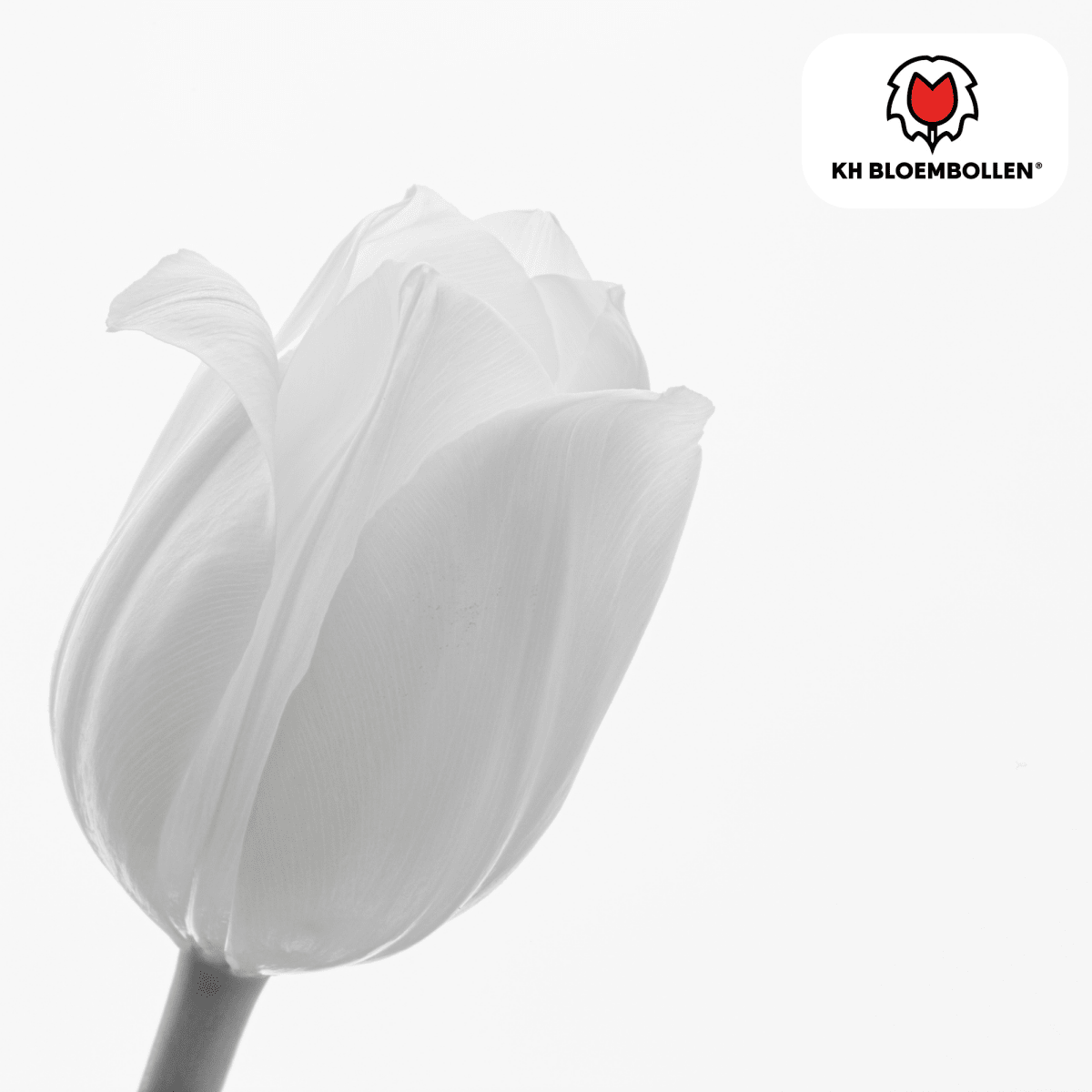 Catherina Tulpenzwiebeln – 20er - Pack | Weiß &amp; edel - Wurzelwerk Design