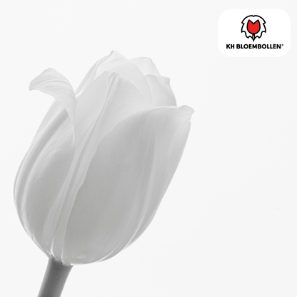 Catherina Tulpenzwiebeln – 20er - Pack | Weiß &amp; edel - Wurzelwerk Design