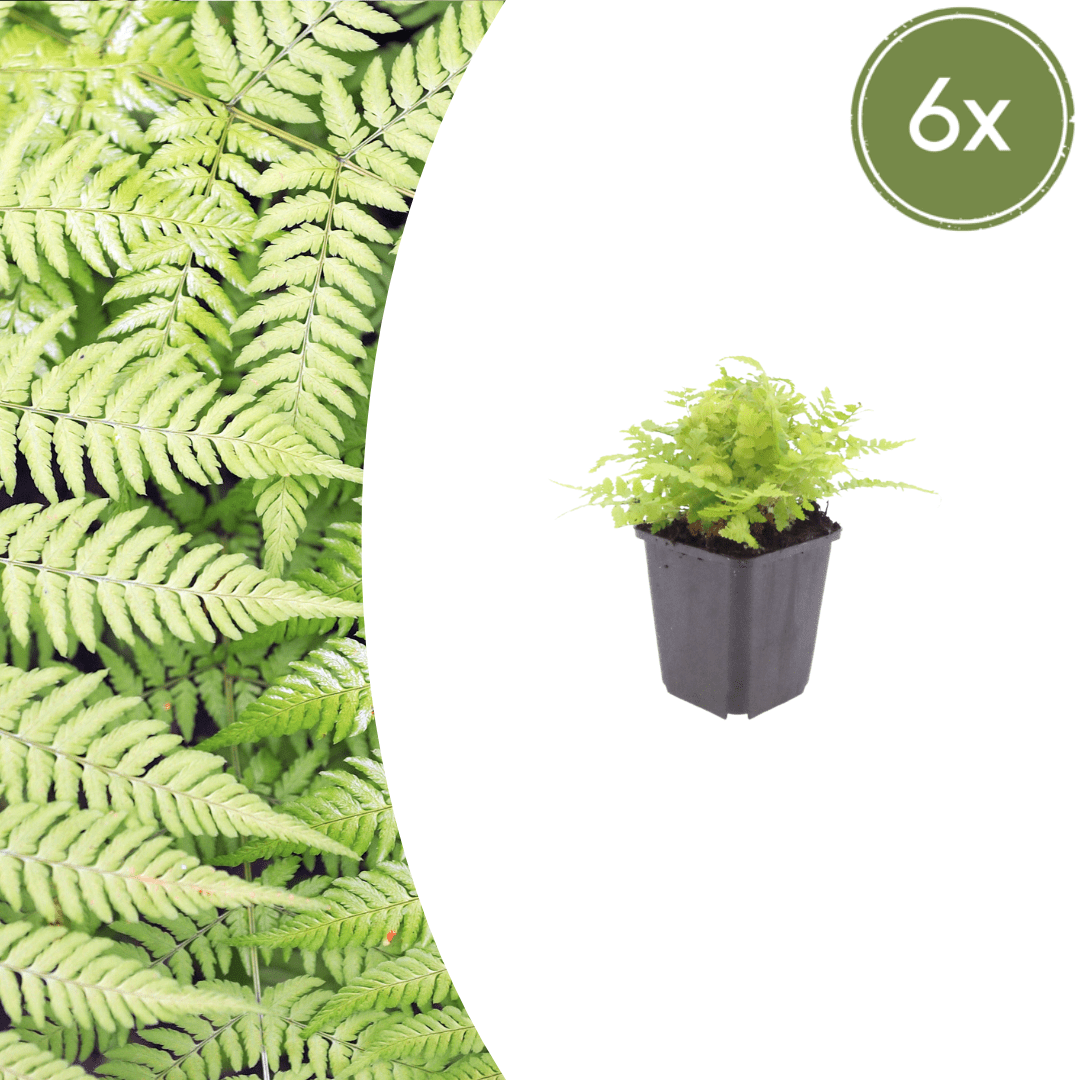 Sechs Everspring Dryopteris filix-mas Farnen, 10-25cm hoch, Ø9cm, grüne, gefiederte Blätter, kleine Topfpflanzen im Thumbnail.