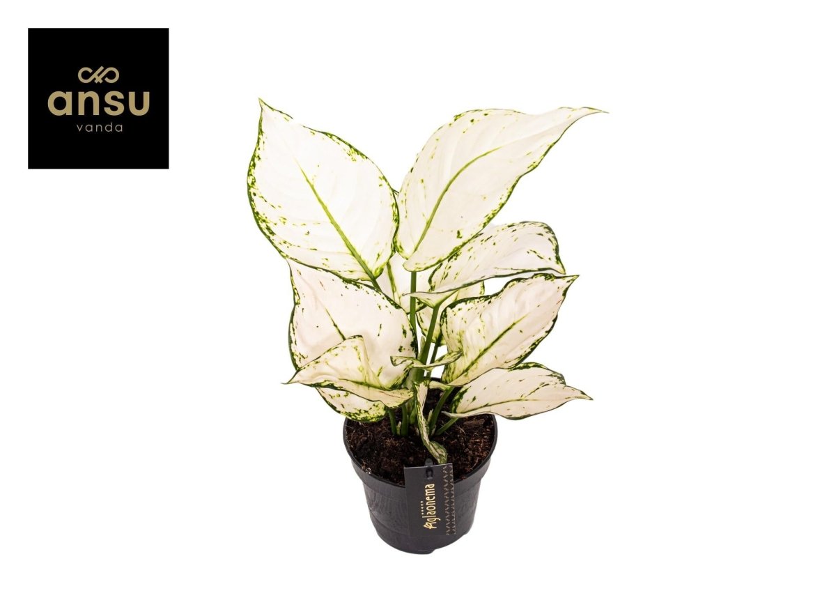 Aglaonema White Joy - Ø12cm - ↕35cm - Wurzelwerk Design