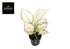 Aglaonema White Joy - Ø12cm - ↕35cm - Wurzelwerk Design