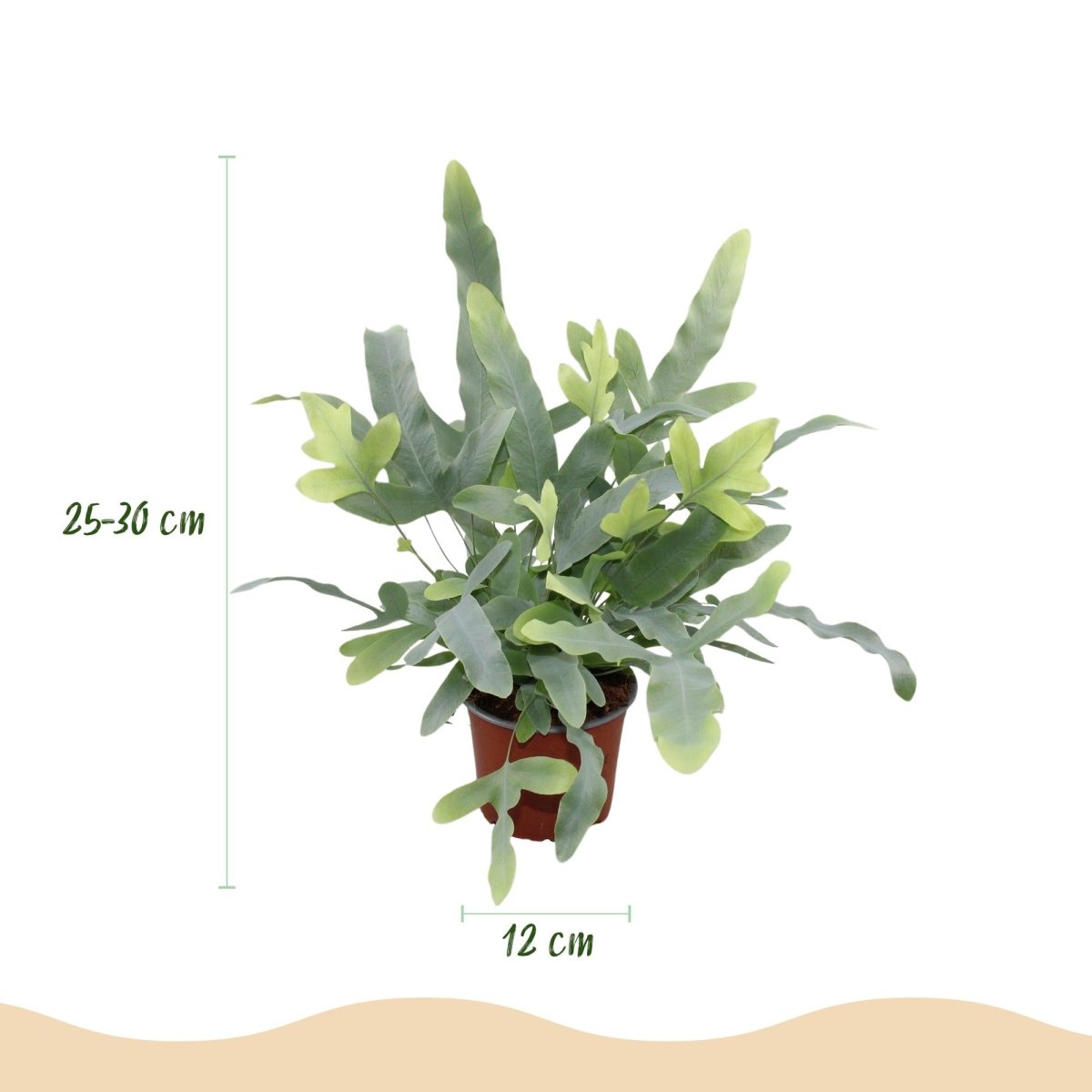 Phlebodium Blue Star kaufen | Blauer Farn – Topf Ø 12 cm, Höhe 25 cm - Wurzelwerk Design