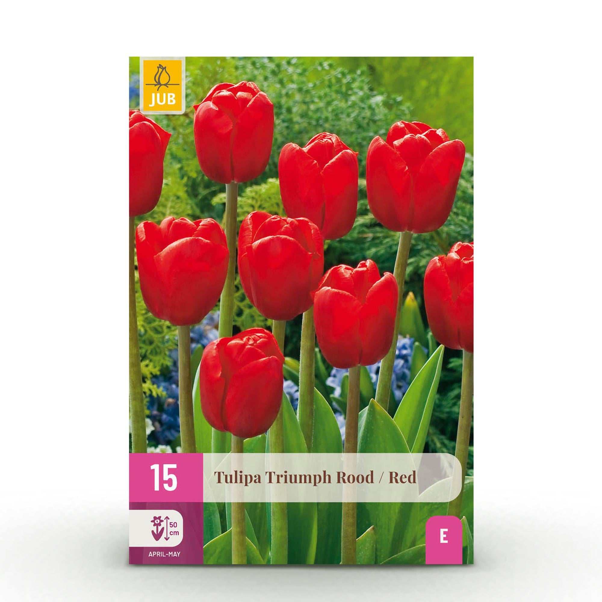 Everspring Tulpen Triumph Rot, 15 Zwiebeln Größe 11/12, große rote Blumen, frisch und gesund, in XXL Pack