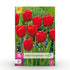 Everspring Tulpen Triumph Rot, 15 Zwiebeln Größe 11/12, große rote Blumen, frisch und gesund, in XXL Pack