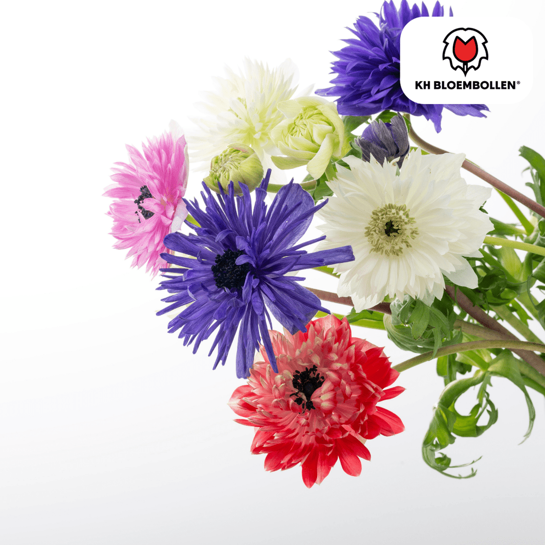 Anemonen doppelt – 30 Stück | Gefüllte Frühlingsblumen - Wurzelwerk Design
