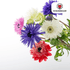 Anemonen doppelt – 30 Stück | Gefüllte Frühlingsblumen - Wurzelwerk Design