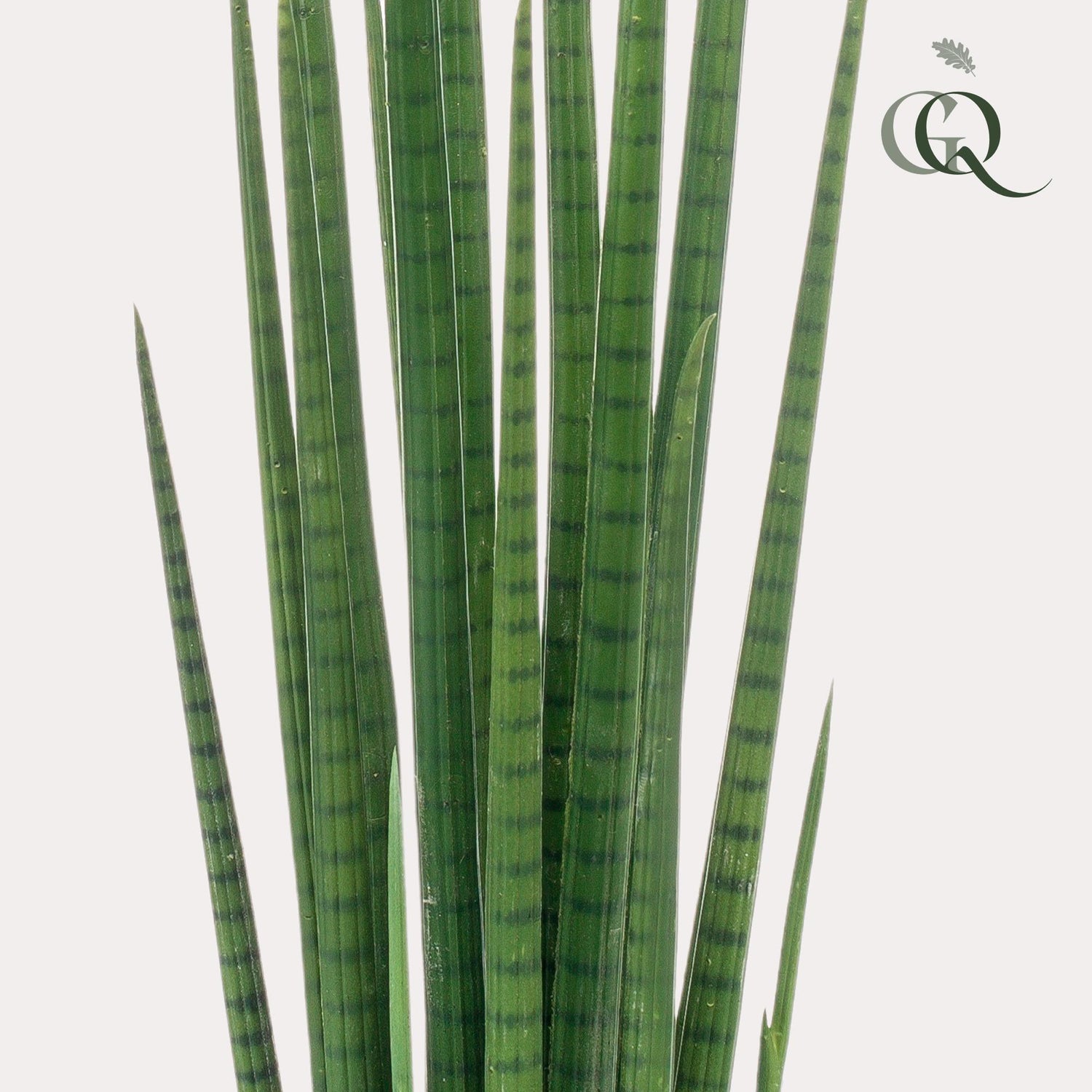 Everspring Kunstpflanze Sansevieria Cylindrica, 70cm hohe, grüne Frauenzunge, realistisch aussehende Pflanze als Dekor.