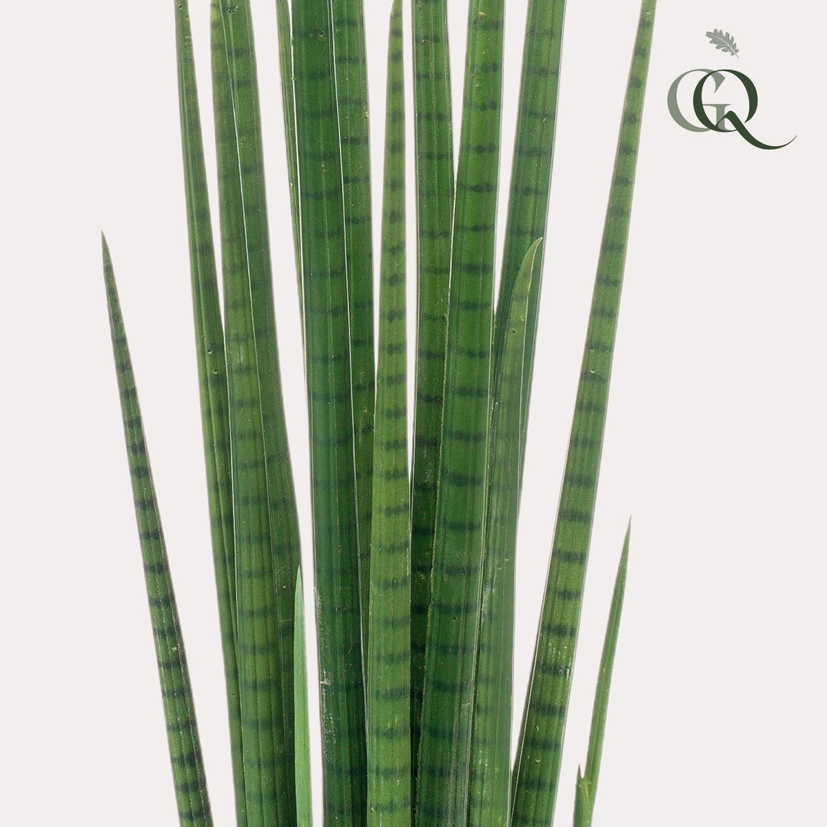 Everspring Kunstpflanze Sansevieria Cylindrica, 70cm hohe, grüne Frauenzunge, realistisch aussehende Pflanze als Dekor.