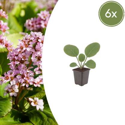 Sechs Bergenia cordifolia Pflanzen, Höhe 10-25 cm, Durchmesser 9 cm, Everspring, auf einem Gartentisch.