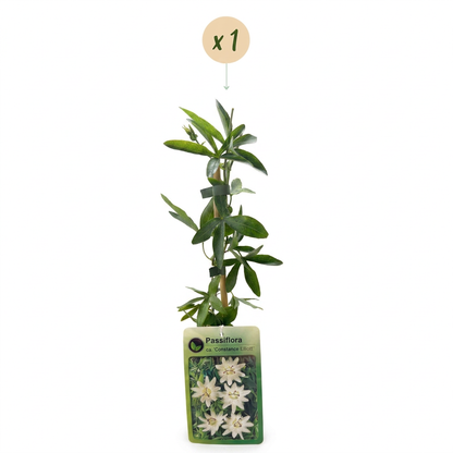 Passionsblume &