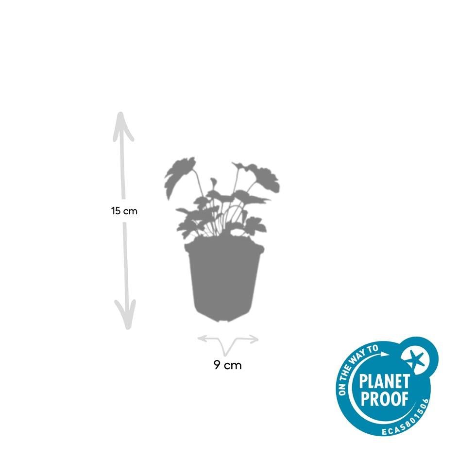 24x Anemone tomentosa ‘Robustissima’ – Herbst - Anemone für Beete &amp; Rabatten – Höhe 10–25 cm – Ø 9 cm - Wurzelwerk Design