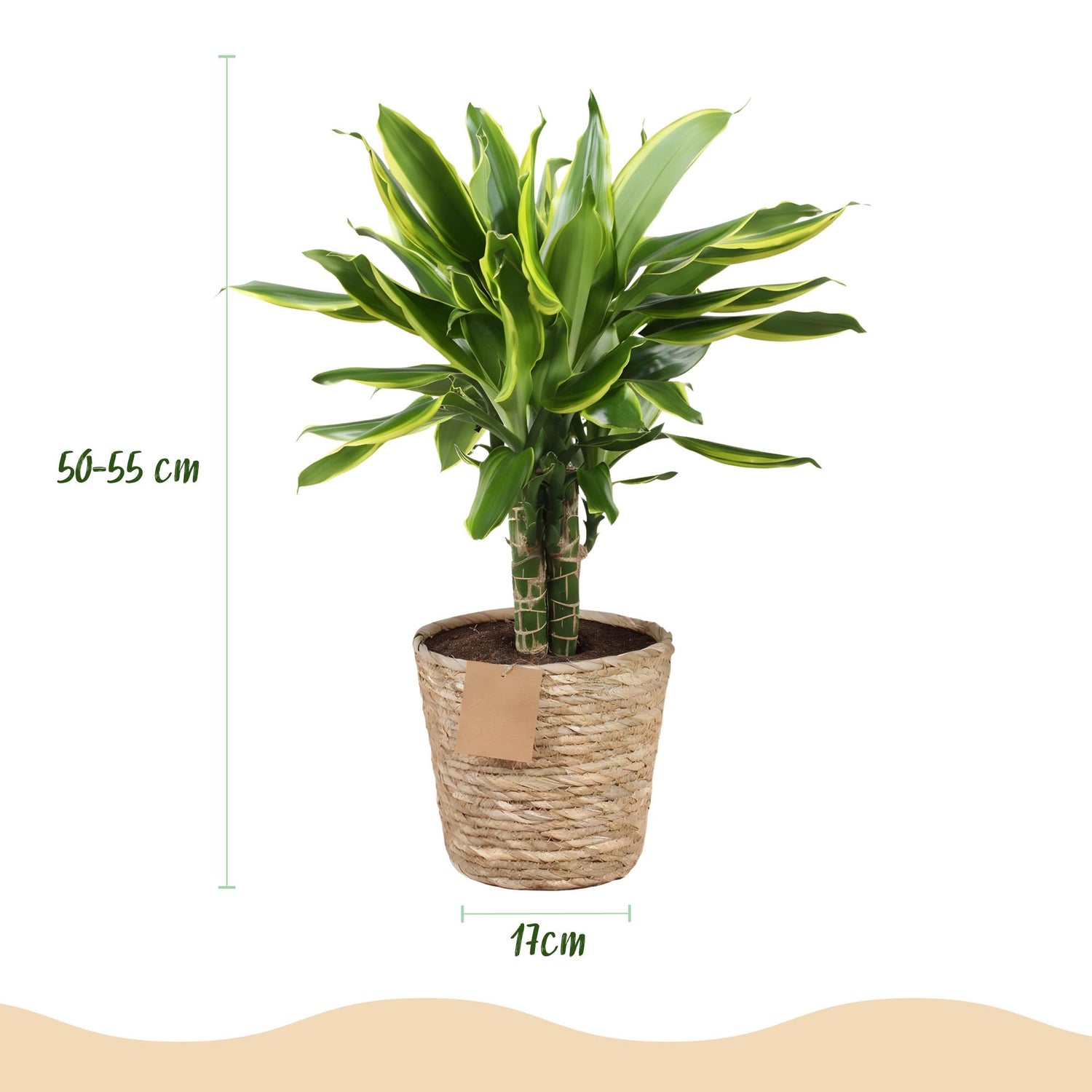 Everspring Dracaena fragrans Golden Coast im Korb, ca. 50-55cm hoch, grüne Zimmerpflanze mit gelben Blättern