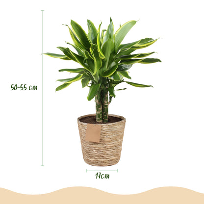Everspring Dracaena fragrans Golden Coast im Korb, ca. 50-55cm hoch, grüne Zimmerpflanze mit gelben Blättern
