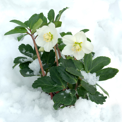 6 x Helleborus niger &