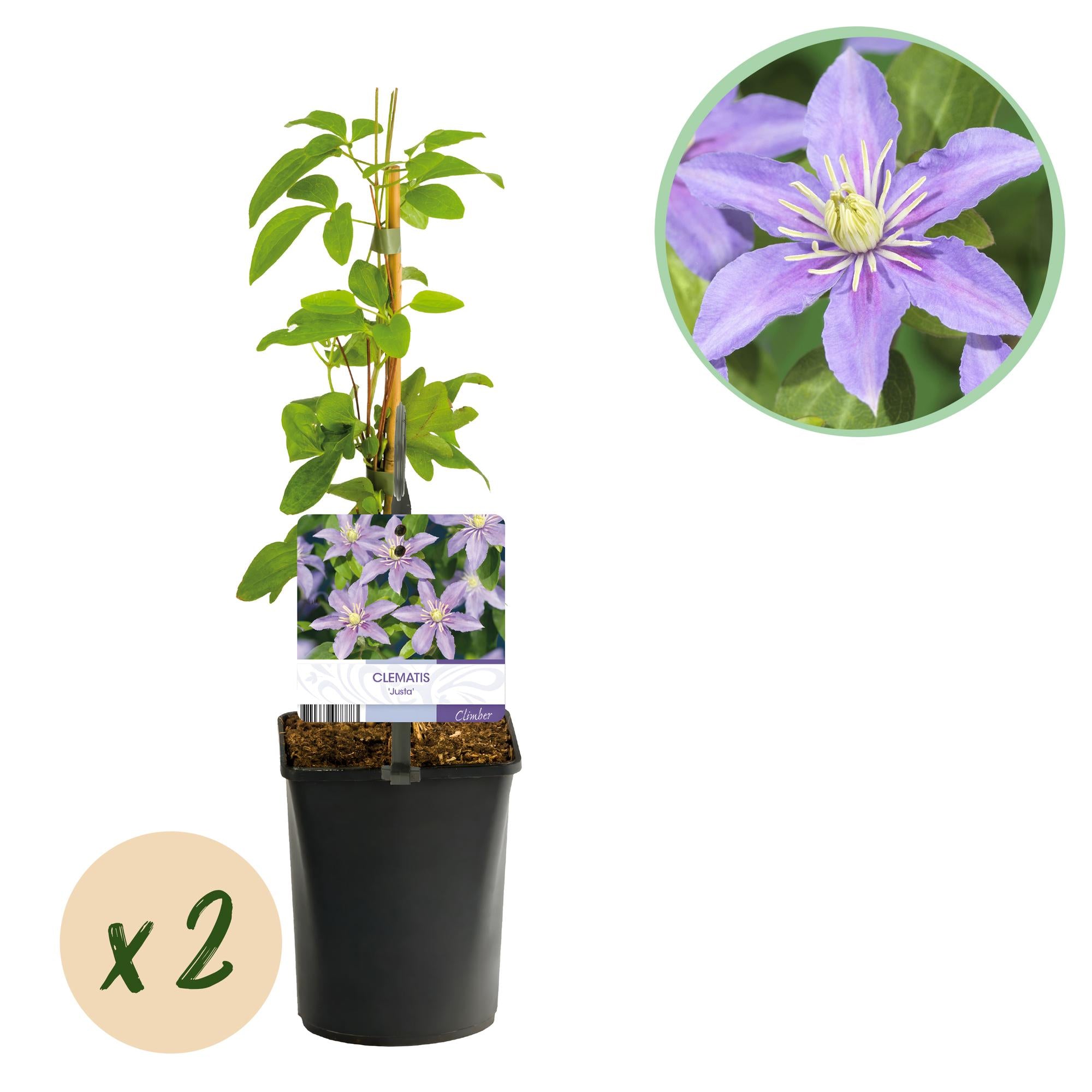 Zwei Clematis Justa Kletterpflanzen mit hellblauen Blüten in Töpfen, ca. 40cm hoch, wenig Pflege, von Everspring.