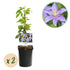 Zwei Clematis Justa Kletterpflanzen mit hellblauen Blüten in Töpfen, ca. 40cm hoch, wenig Pflege, von Everspring.