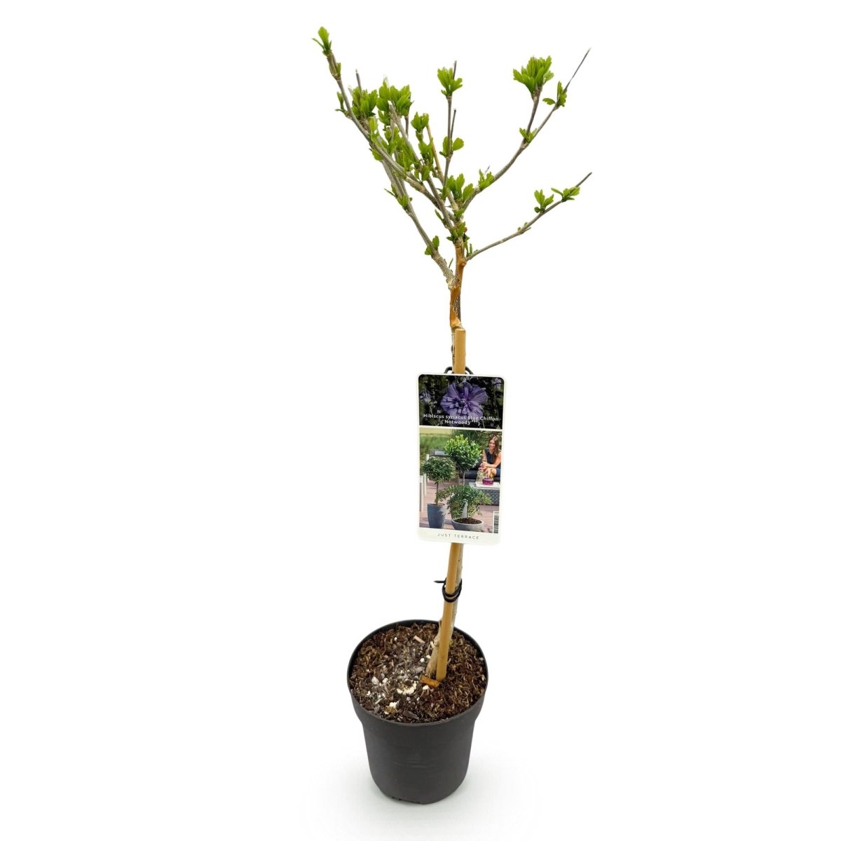 Hibiscus syriacus Blue Chiffon® - Stammpflanze - Terrassenpflanze - Laubabwerfend - Pflegeleicht - Topf 19cm Höhe 90cm - Wurzelwerk Design