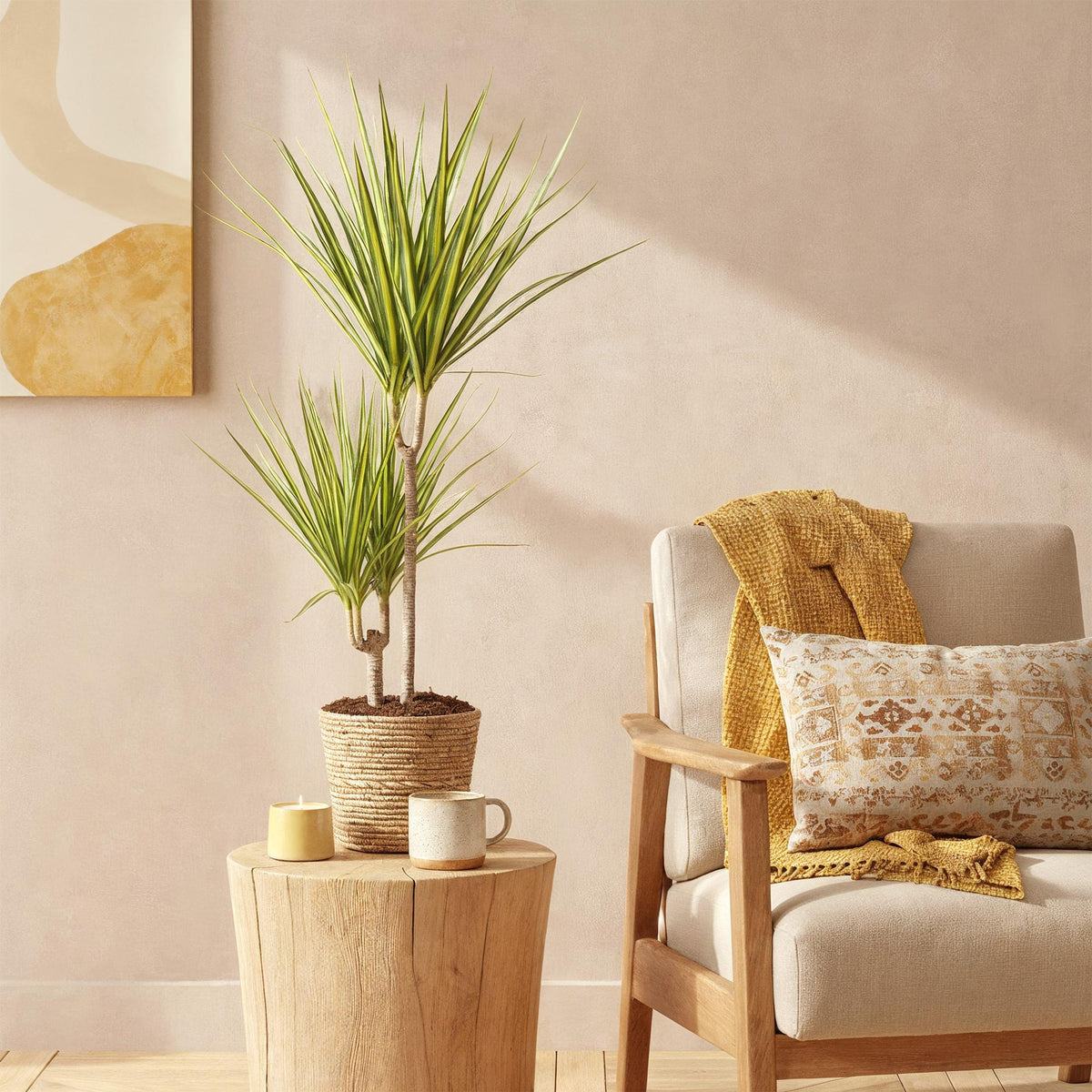 Everspring Dracaena Sunray im Korb, grüne Zimmerpflanze in verschiedenen Größen, dekorative Pflanze für Innenräume