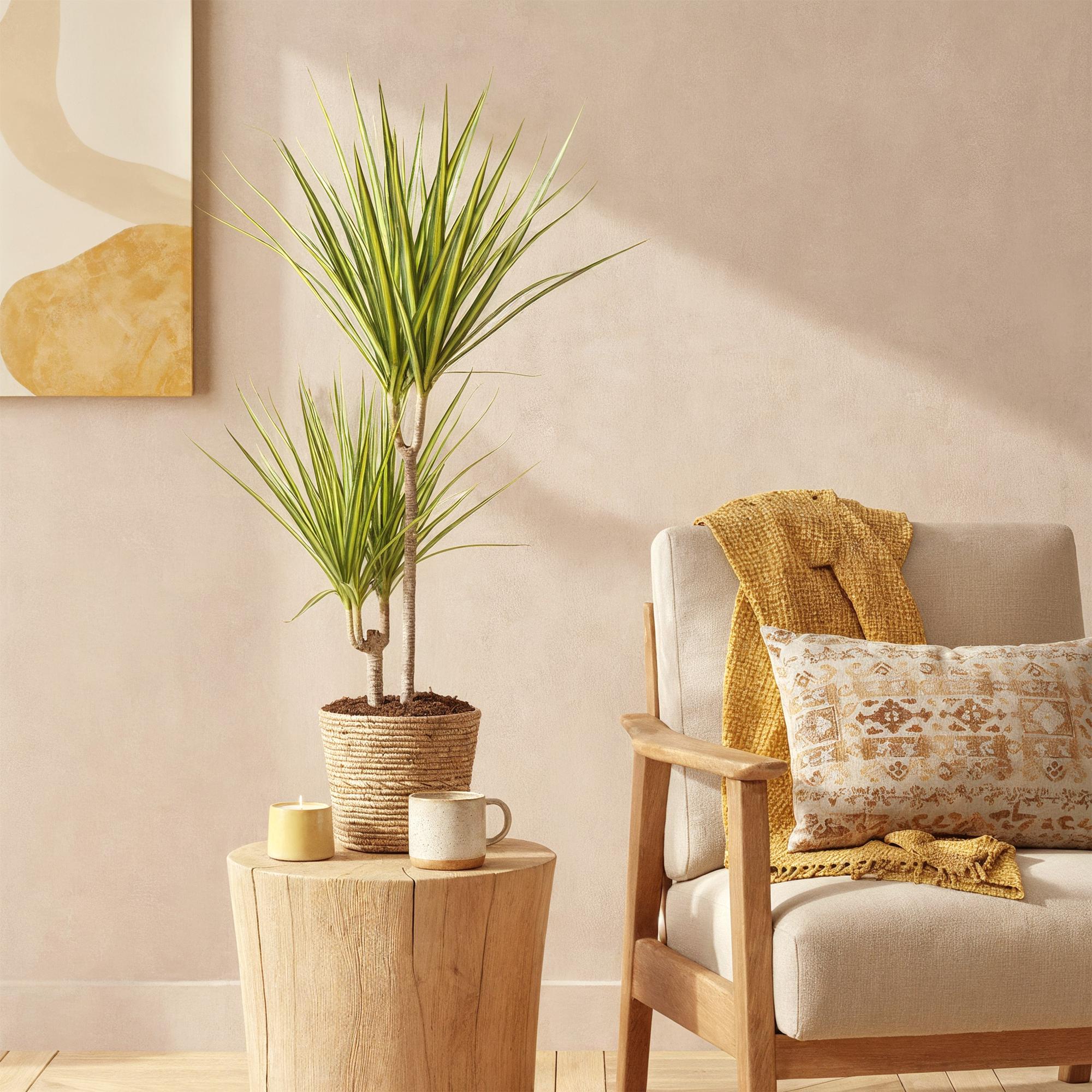 Everspring Dracaena Sunray im Korb, grüne Zimmerpflanze in verschiedenen Größen, dekorative Pflanze für Innenräume