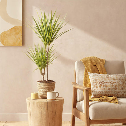 Everspring Dracaena Sunray im Korb, grüne Zimmerpflanze in verschiedenen Größen, dekorative Pflanze für Innenräume