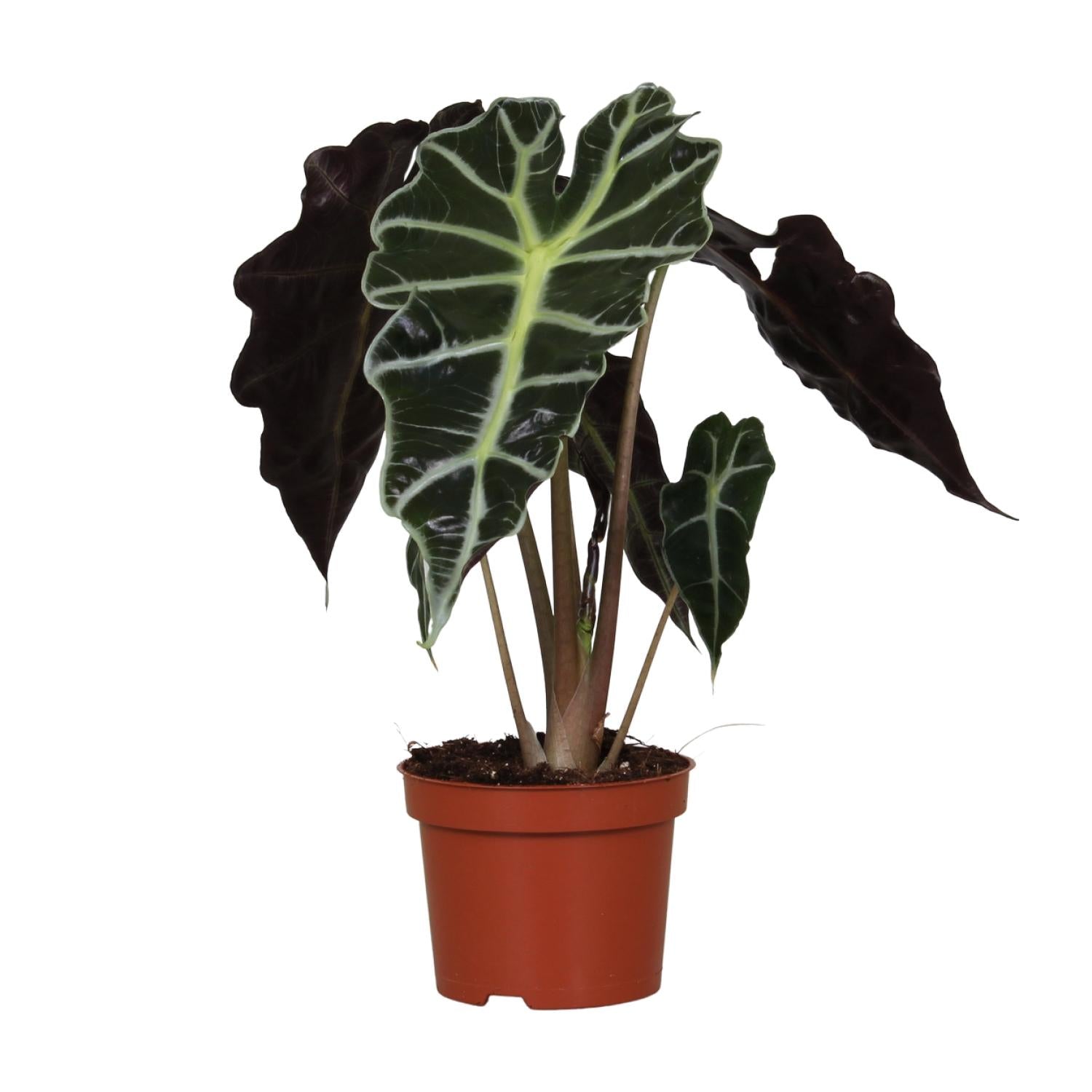 Everspring Alocasia Amazonica Polly Pflanze, etwa 30cm hoch, mit großen grün-weißen Blättern in Topf, 12cm Durchmesser