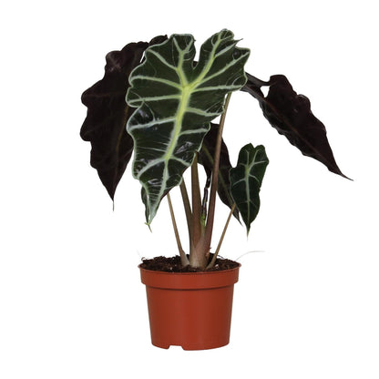 Everspring Alocasia Amazonica Polly Pflanze, etwa 30cm hoch, mit großen grün-weißen Blättern in Topf, 12cm Durchmesser