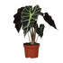 Everspring Alocasia Amazonica Polly Pflanze, etwa 30cm hoch, mit großen grün-weißen Blättern in Topf, 12cm Durchmesser