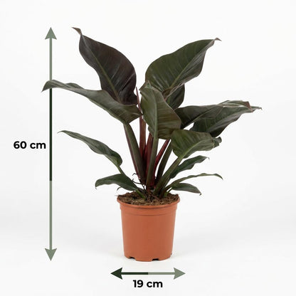Everspring Philodendron Imperial Red Zimmerpflanze, Topf Ø 19 cm, Höhe 60 cm, mit roten Blättern