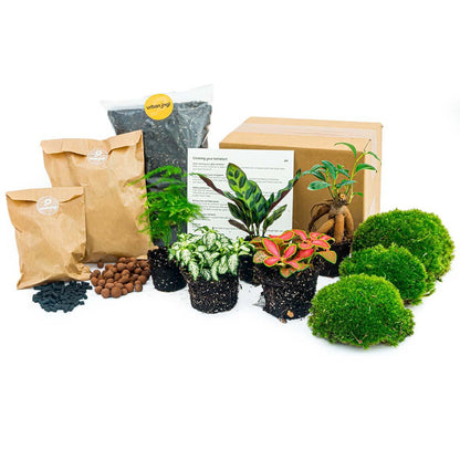 Everspring Nachfüllpackung für Pflanzenterrarien und Starterset mit 5 lebenden Pflanzen, kompakte Verpackung, ideal für Terrarien.