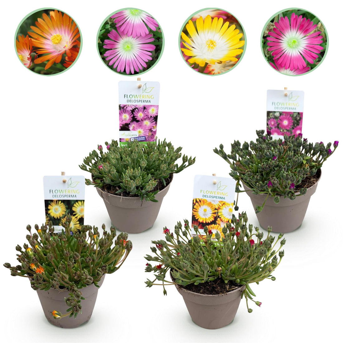 Bodendecker Delosperma Jewel of Desert | 4 winterharte Pflanzen – Farben Rot, Orange, Lila &amp; Rosa