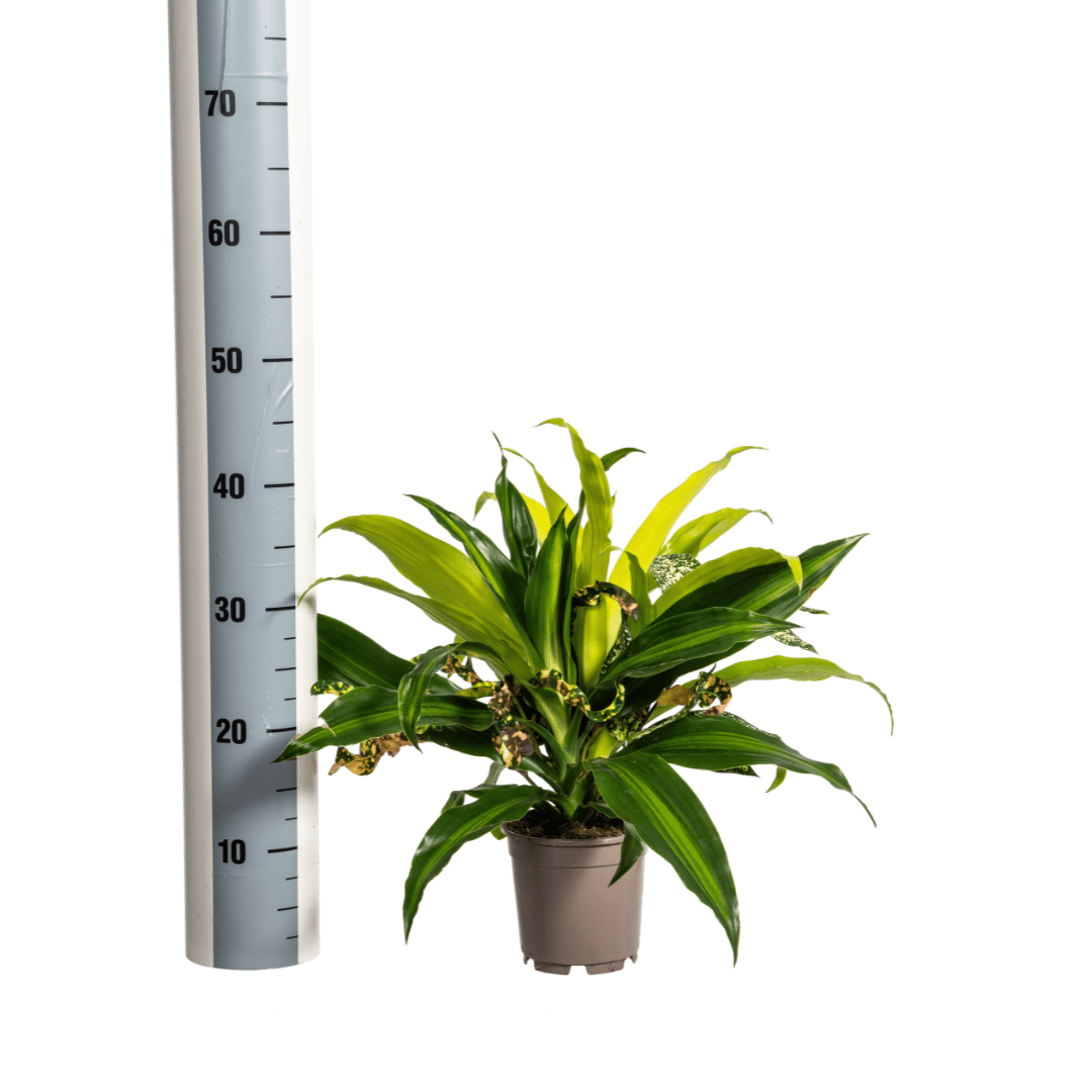Mixed Combo Ø 17 cm - Höhe 55 - 65 cm - Wurzelwerk Design