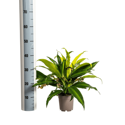 Mixed Combo Ø 17 cm - Höhe 55 - 65 cm - Wurzelwerk Design