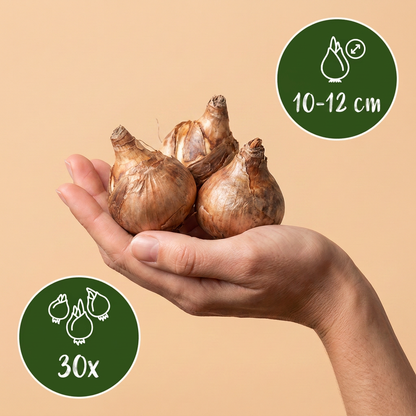 Blumenzwiebel-Mischung Feuchtgarten – online kaufen | 30 bis 240 Zwiebeln für feuchte Standorte – Wurzelwerk Design